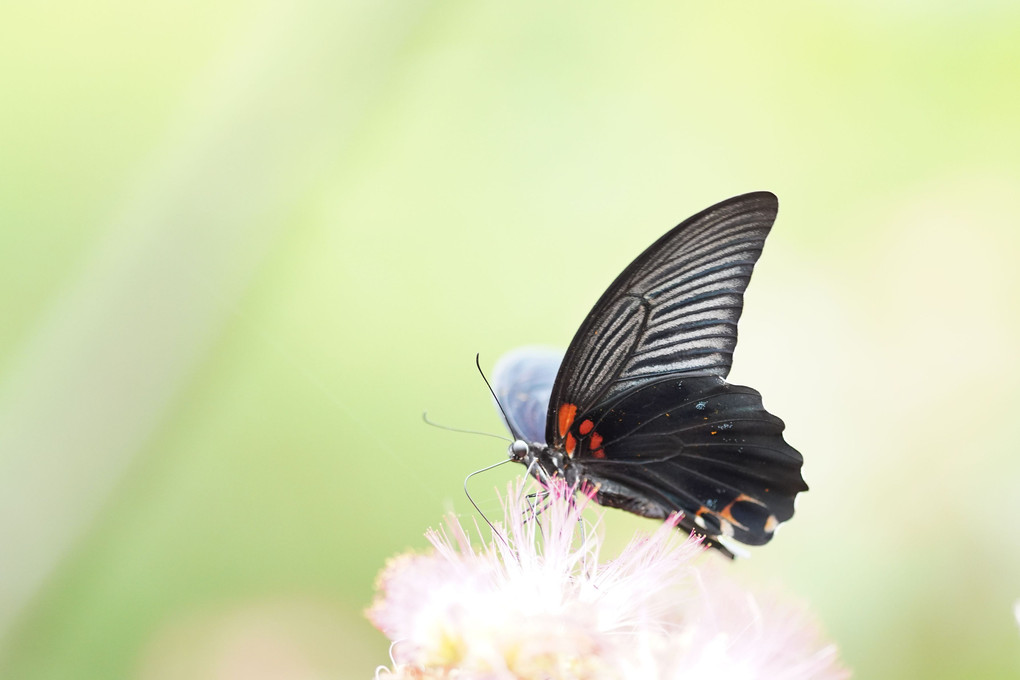 合歓の花にアゲハ蝶