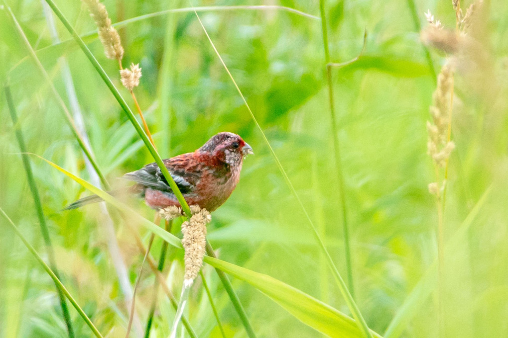 夏鳥#ベニマシコ#