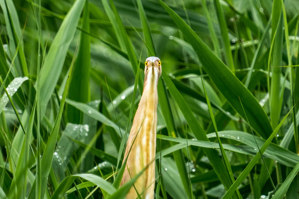 ヨシゴイ飛ぶ