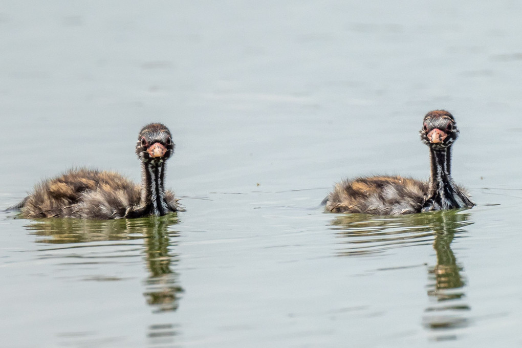 沼の幼鳥