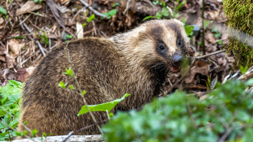 アナグマ登場！