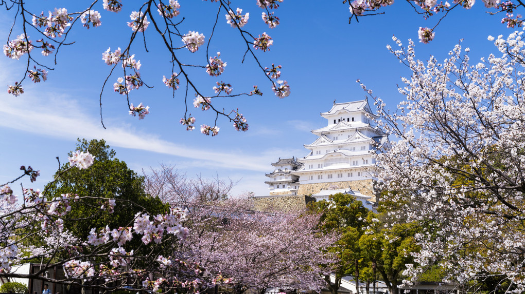 姫路城と桜のコラボレーション