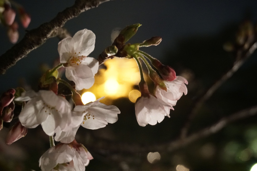 4月3日　横浜三渓園　ライトアップ