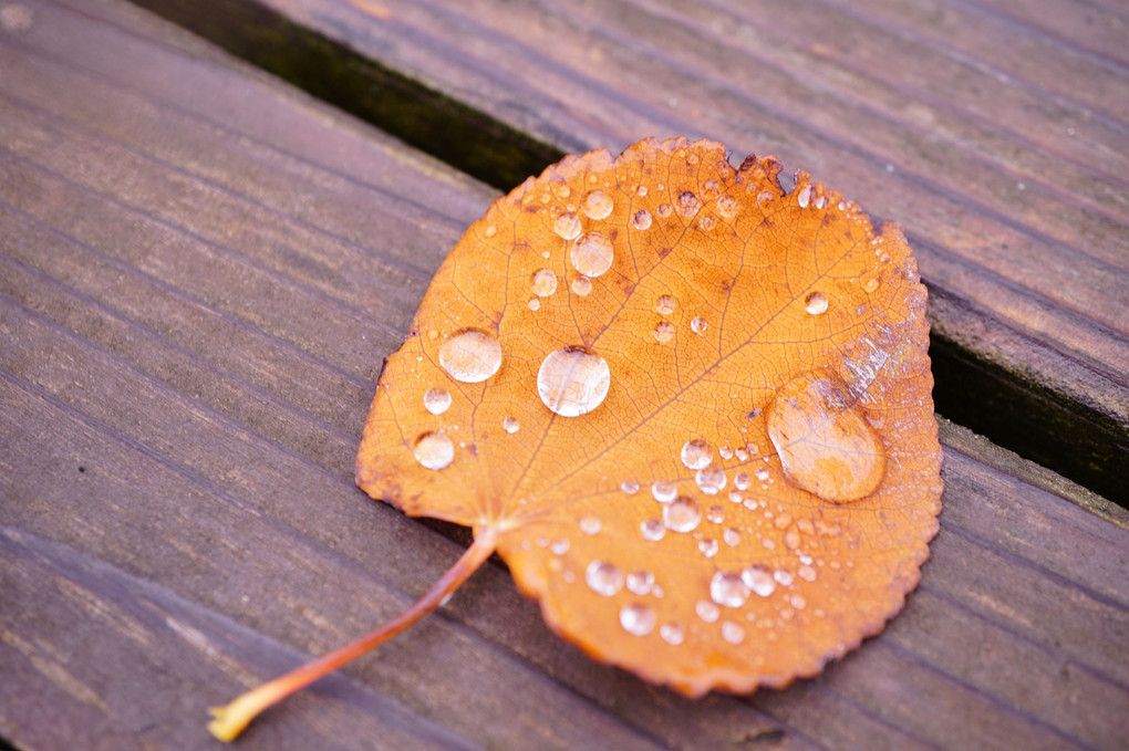 小雨の秋