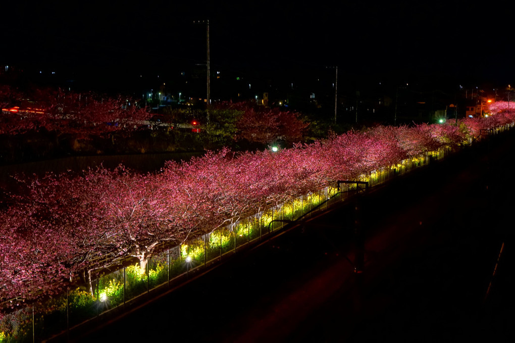 ライトアップの河津桜