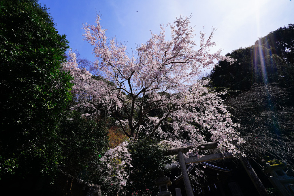 3月の京都　大豊神社