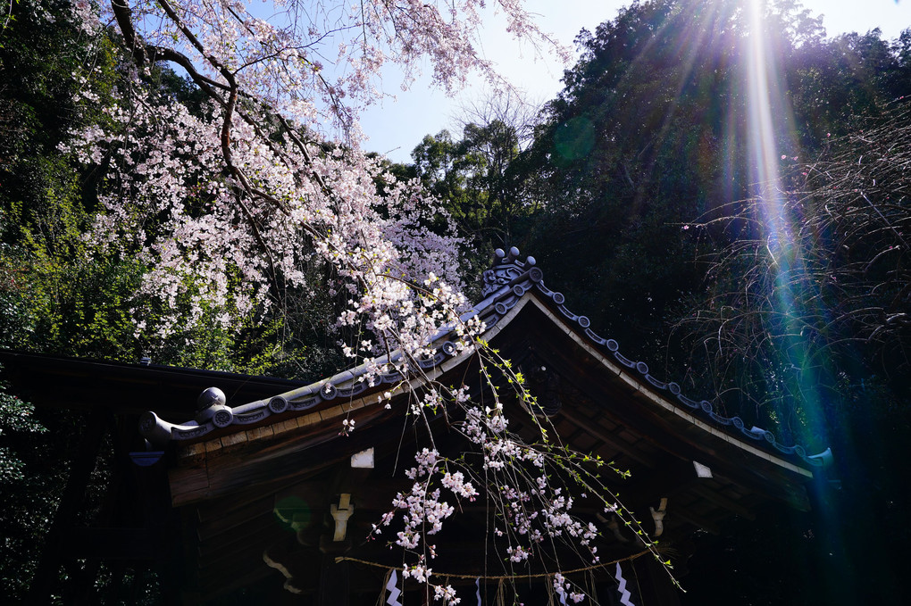 3月の京都　大豊神社