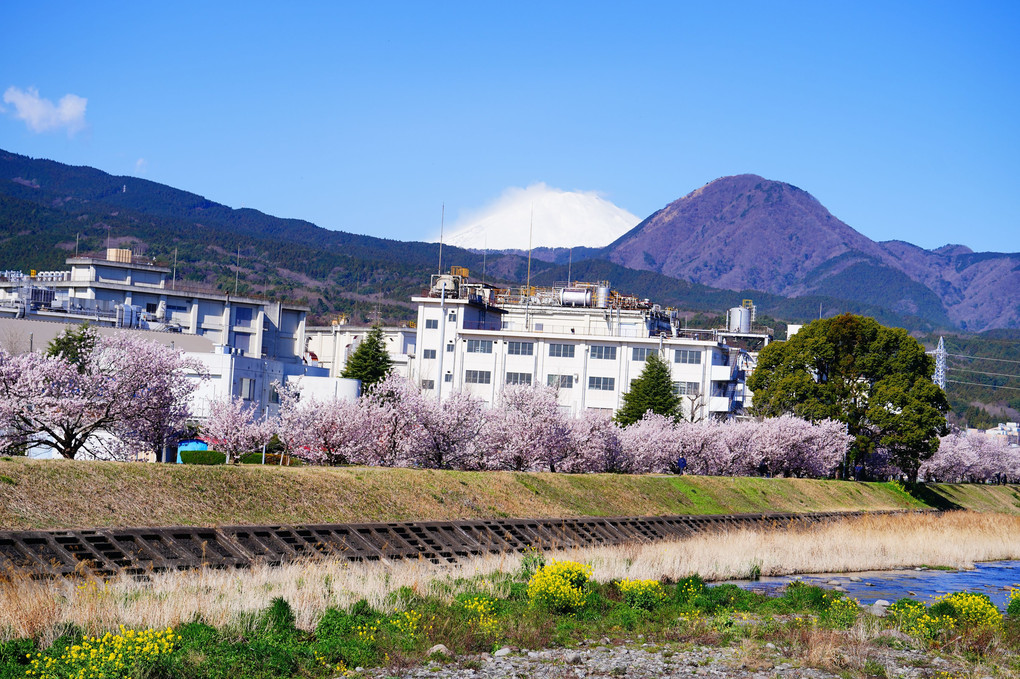 春めき桜と富士山