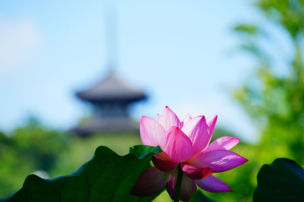 三渓園　早朝観蓮会　8月1日