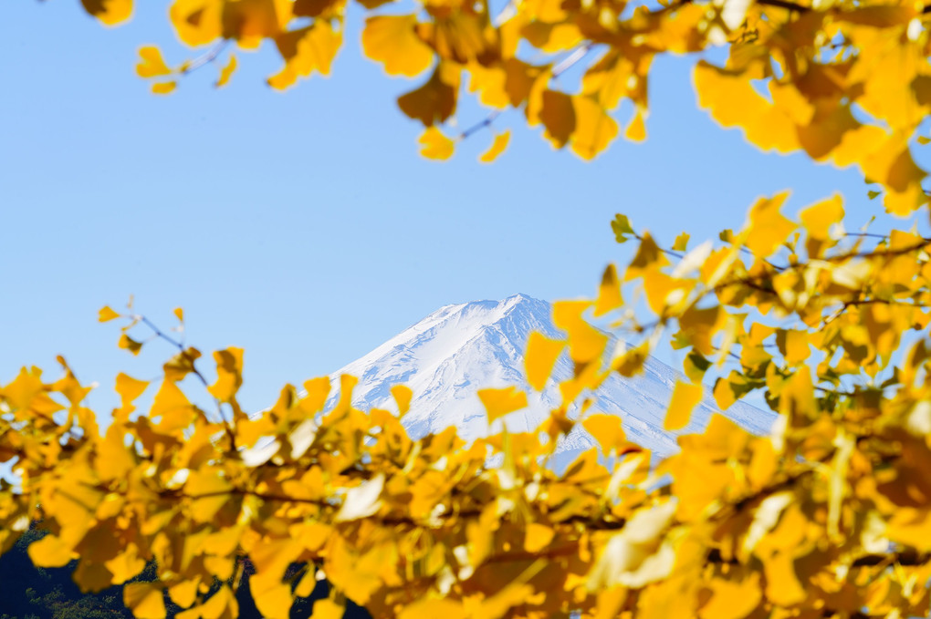 コキアと銀杏の富士山