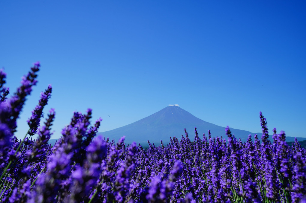 7月10日の富士山