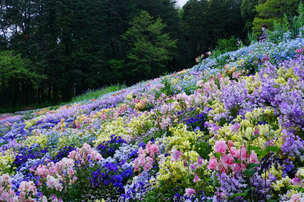 4月15日　横浜里山ガーデンのお花たち