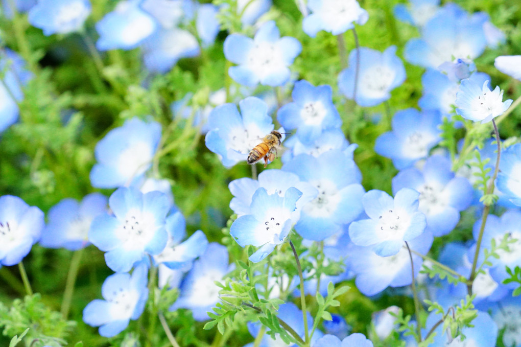 4月15日　横浜里山ガーデンのお花たち