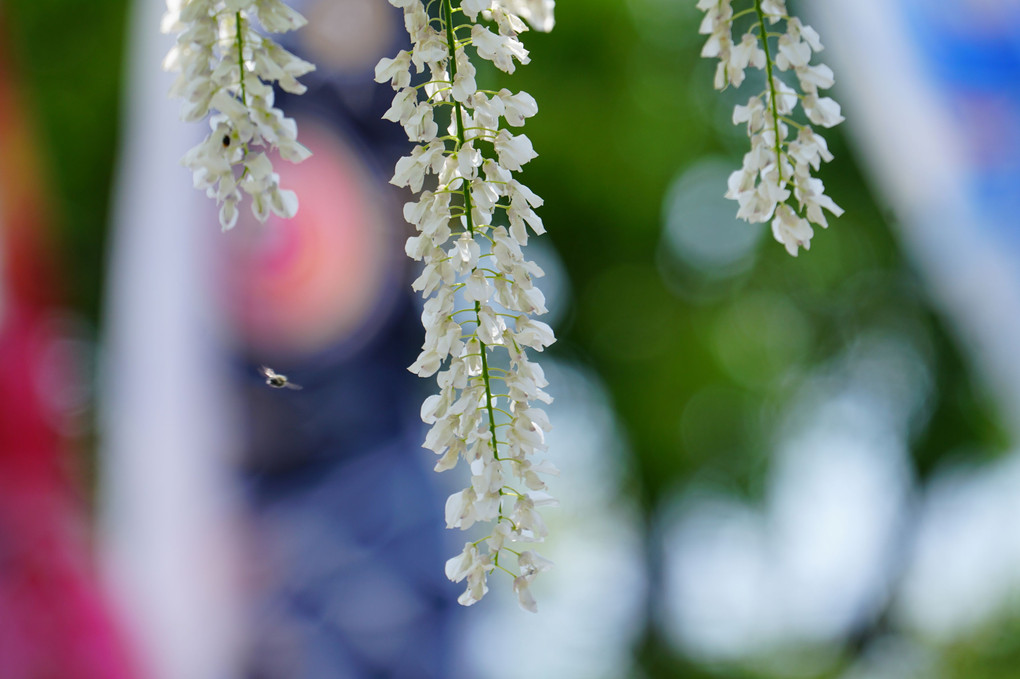 5月1日　藤沢市　白旗神社にて