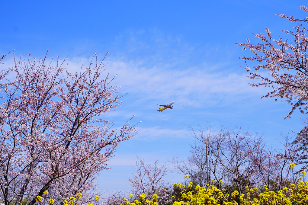 成田の桜と夕陽と飛行機と・・