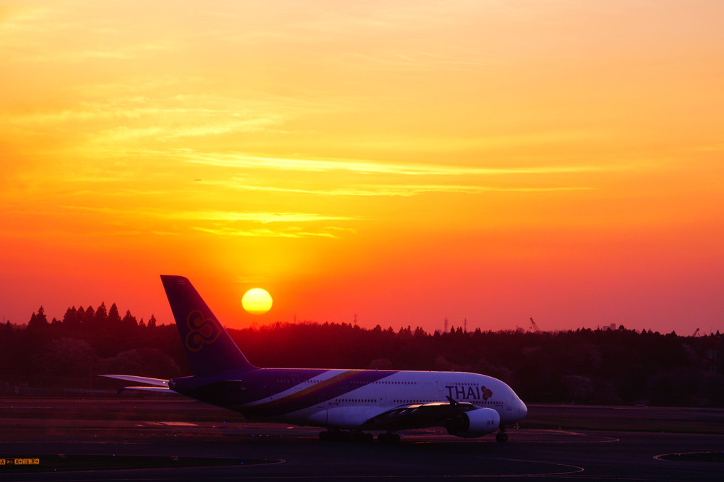 成田の桜と夕陽と飛行機と・・