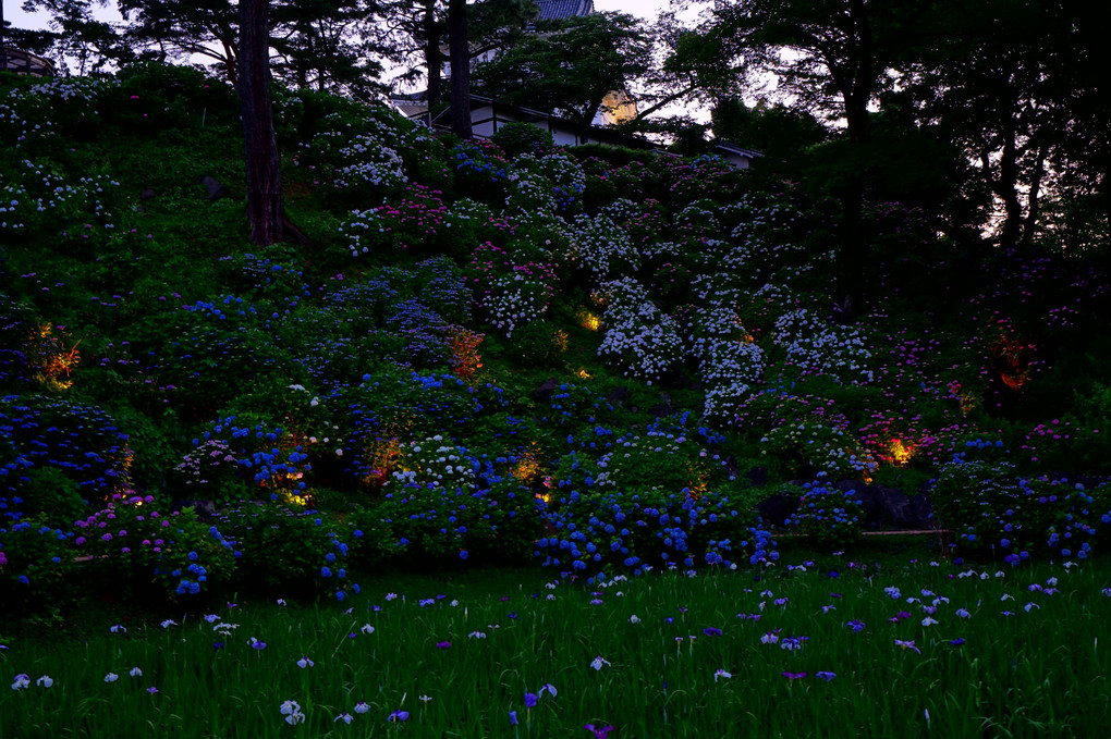 6月13日　小田原城址公園