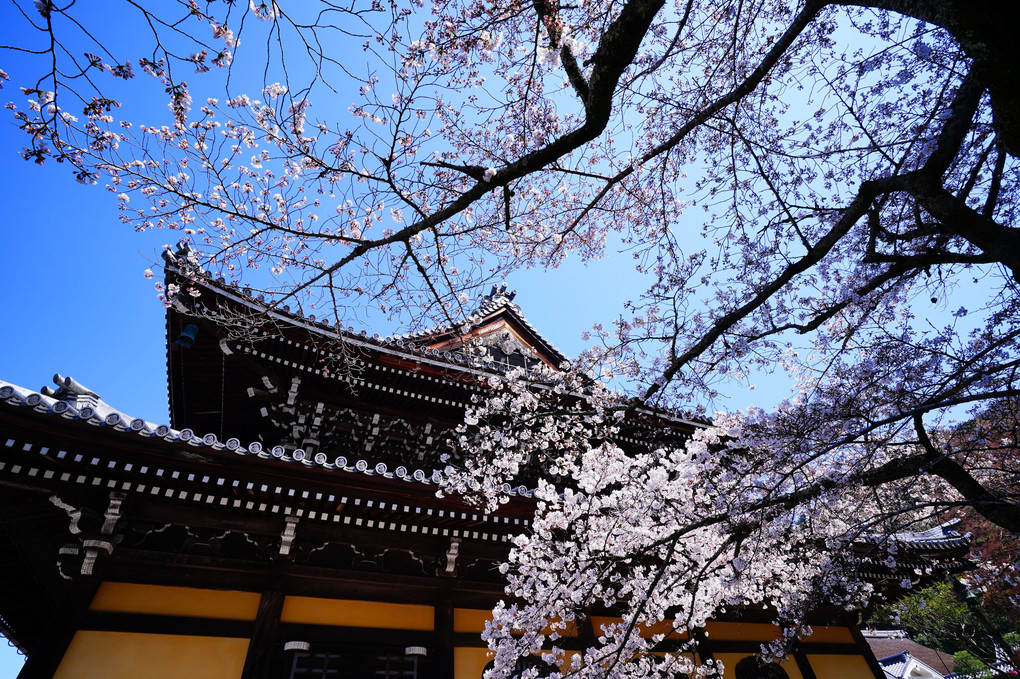 3月26日の京都