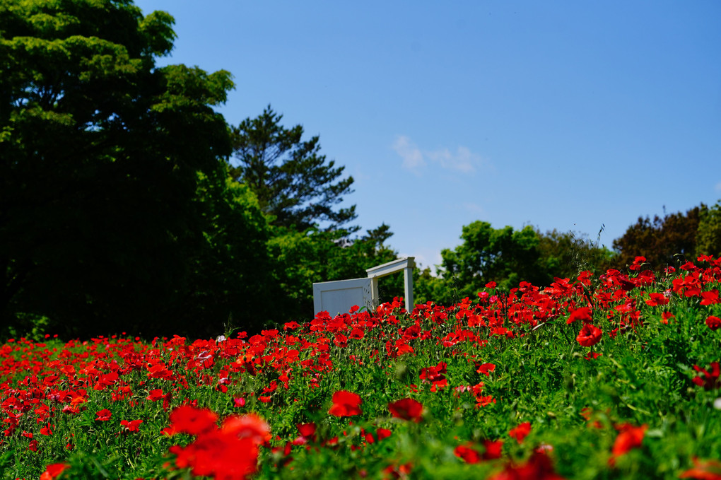 昭和記念公園　花の丘　ポピー畑❤