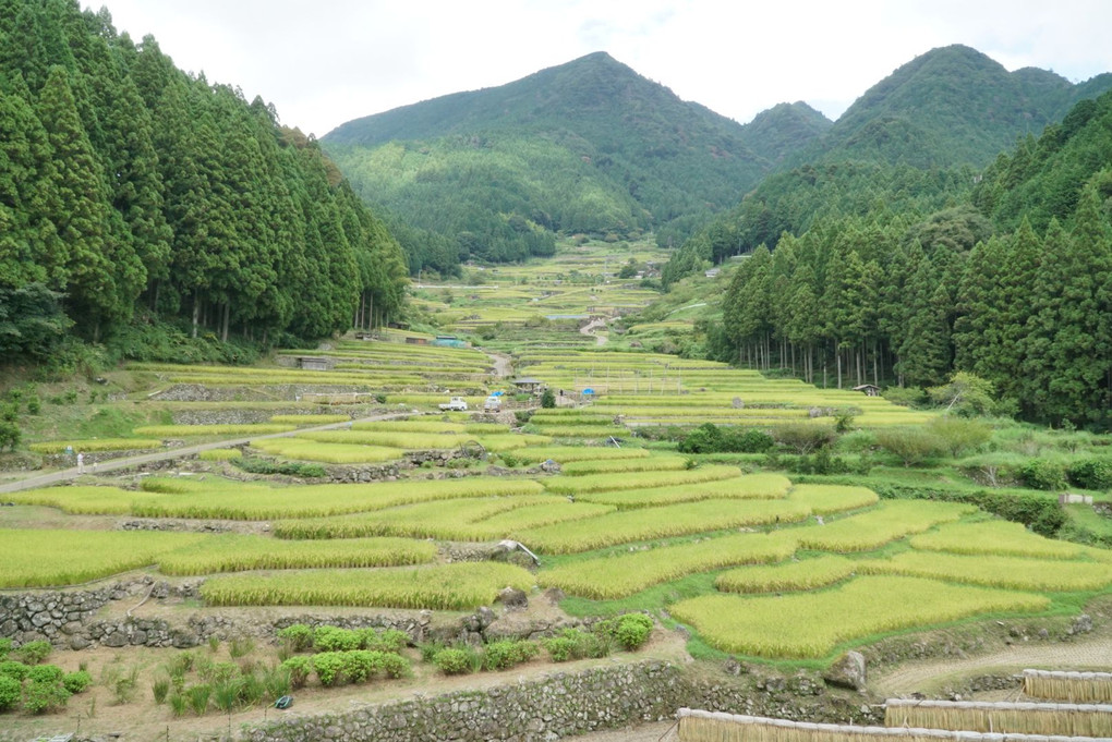 四谷千枚田