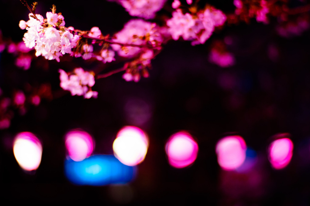 夜桜と玉ボケと目黒川（池尻）