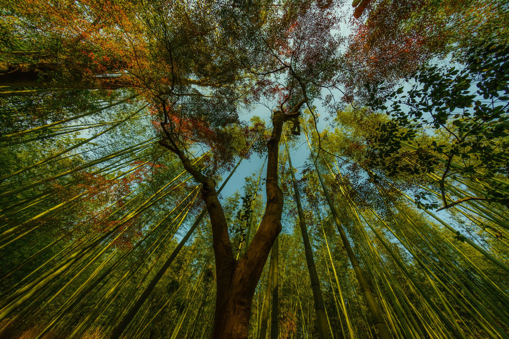 竹林の小径の秋