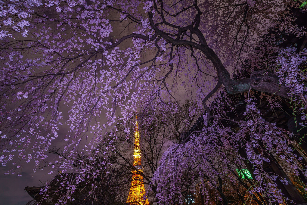 増上寺の夜桜