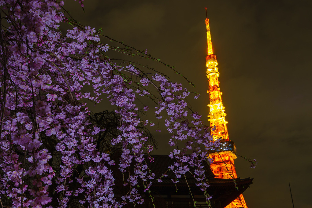増上寺の夜桜