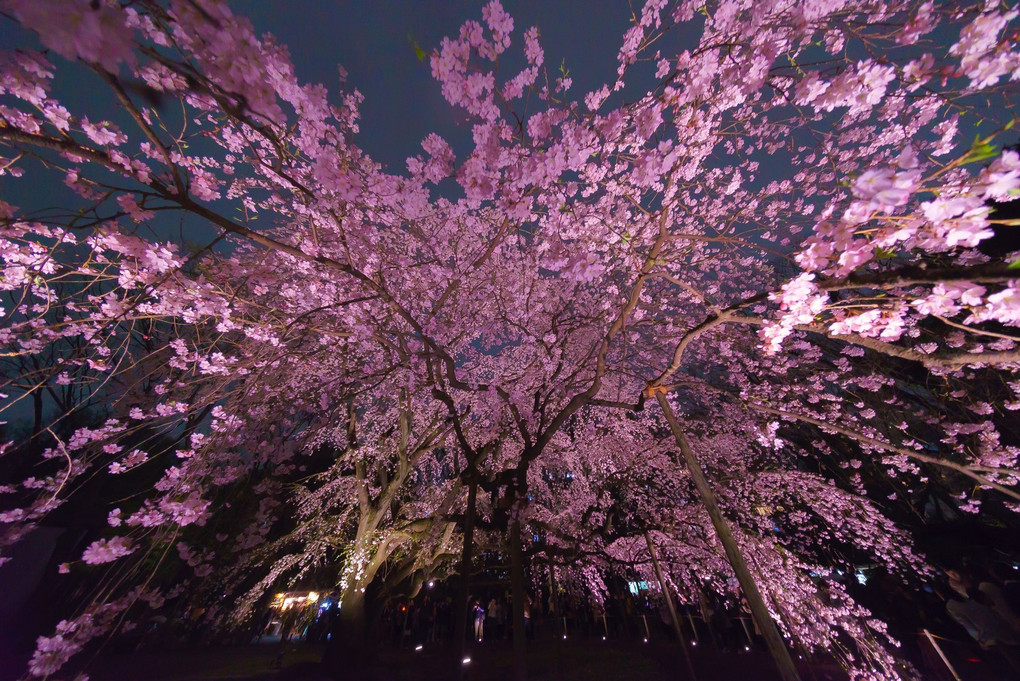 六義園の夜桜 超広角