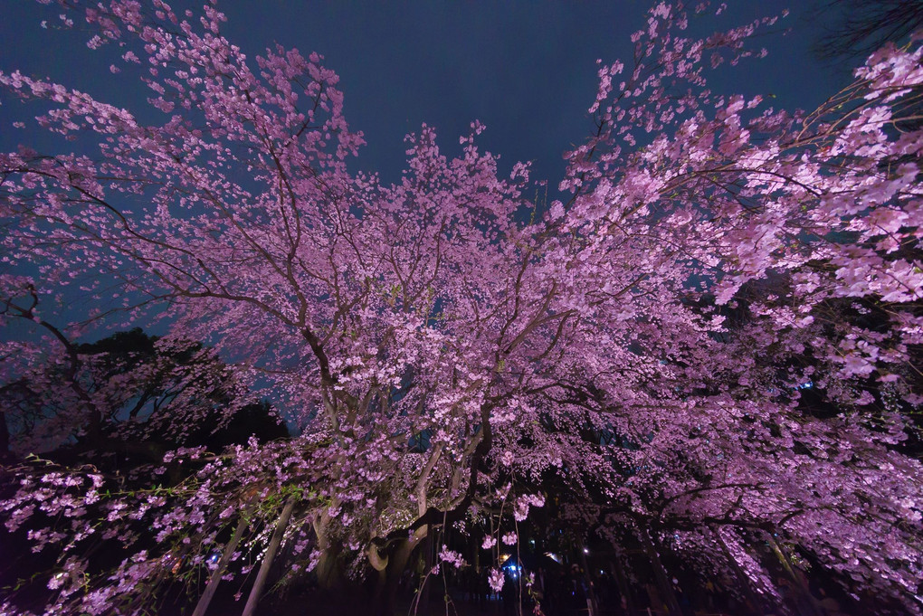六義園の夜桜 超広角