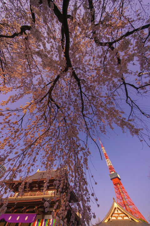 増上寺　朝の枝垂れ桜
