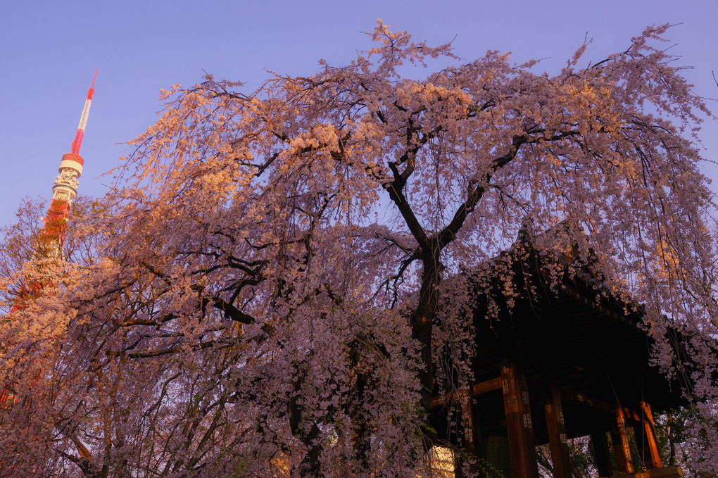 増上寺　朝の枝垂れ桜