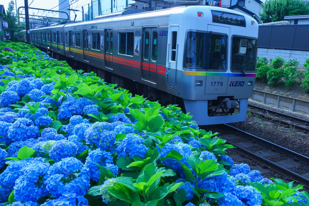 井の頭線と紫陽花