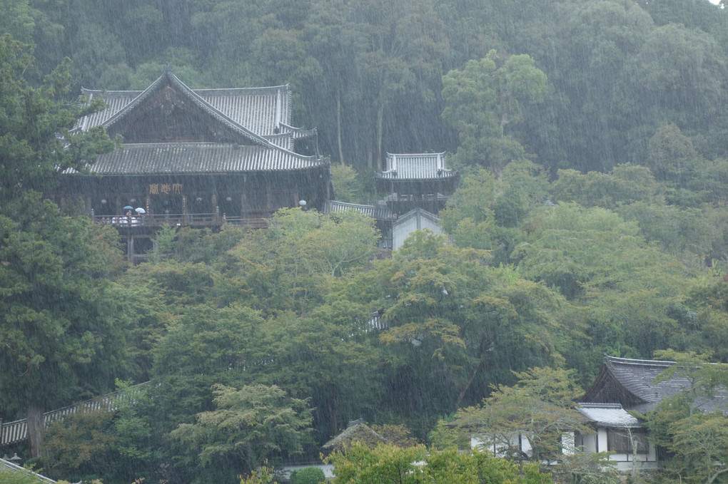 雨の長谷寺
