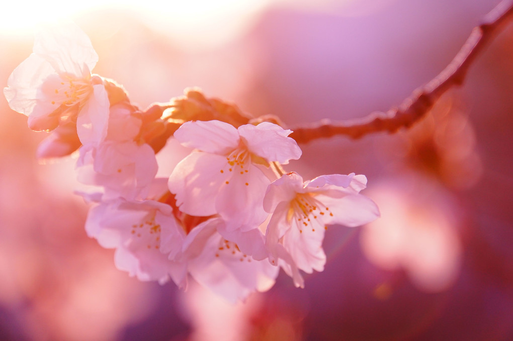 夕影の桜