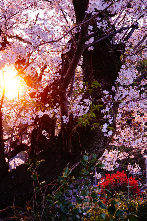 黄金山の桜