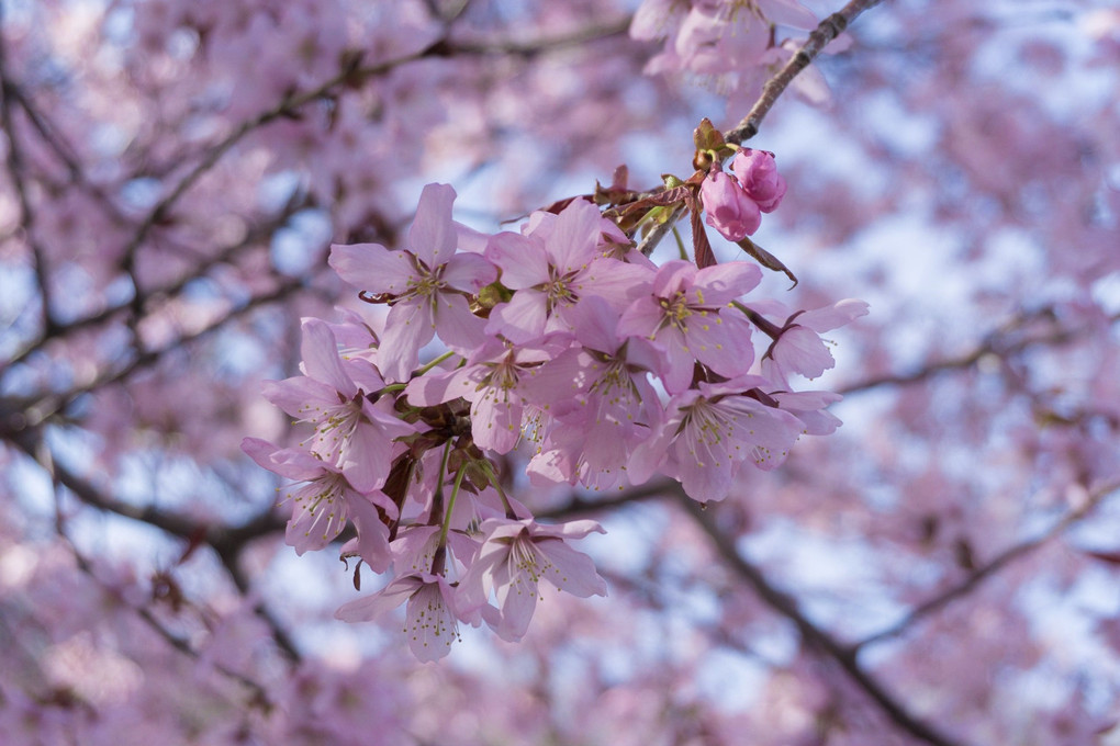 オホーツクの桜
