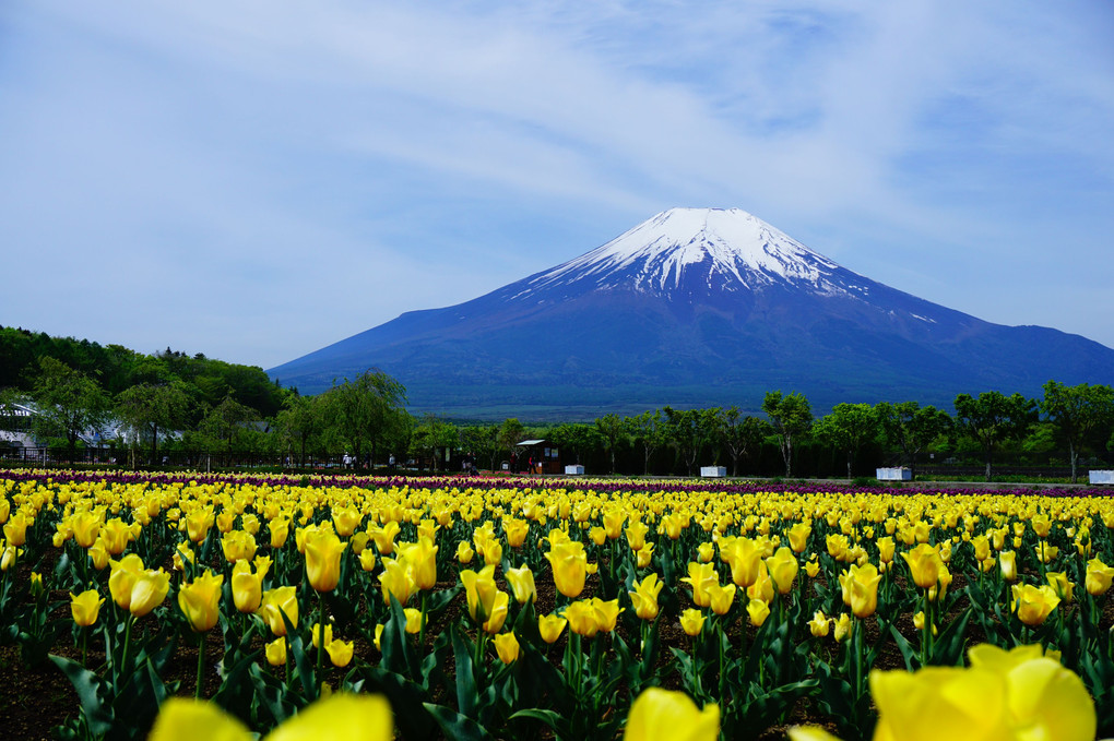 日本一の富士山🗻