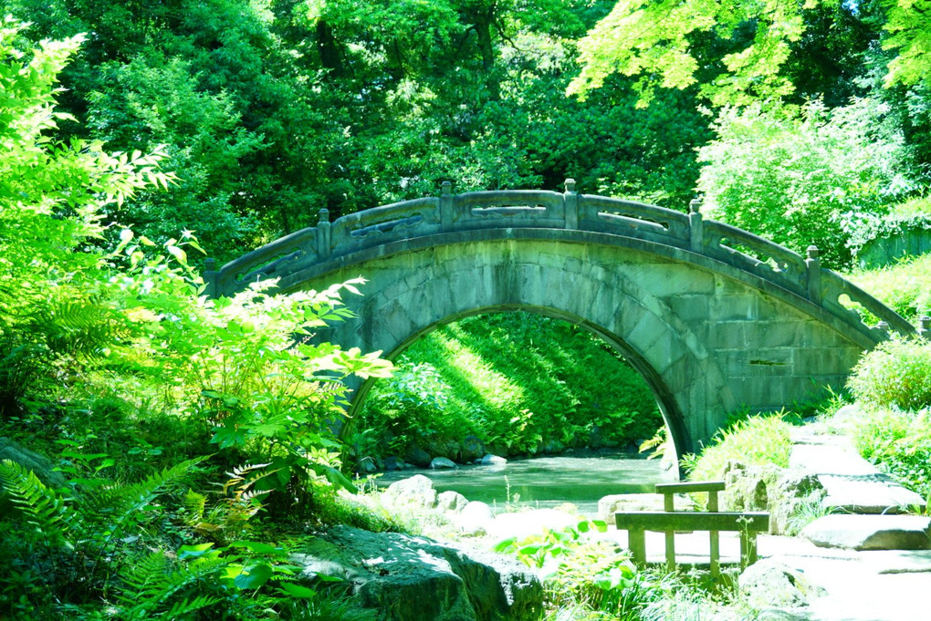 新緑探し＠小石川の公園 II