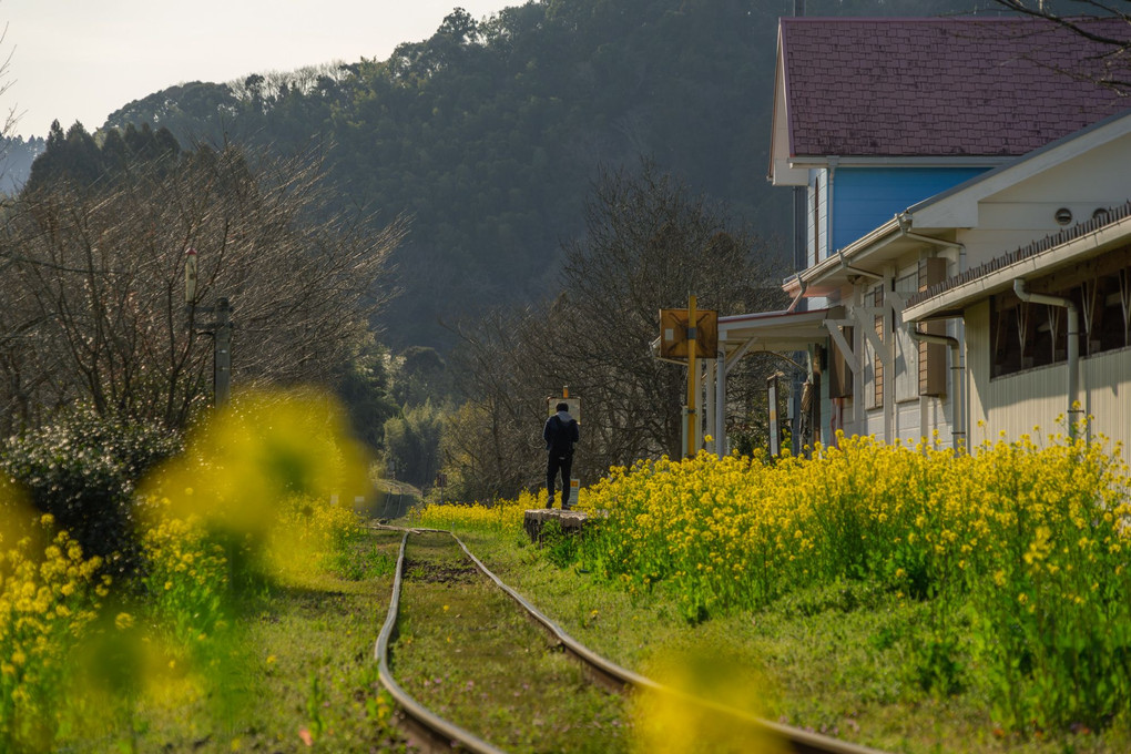 小湊鉄道と菜の花