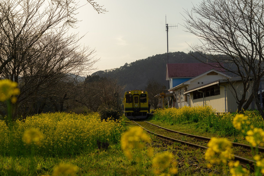 小湊鉄道と菜の花