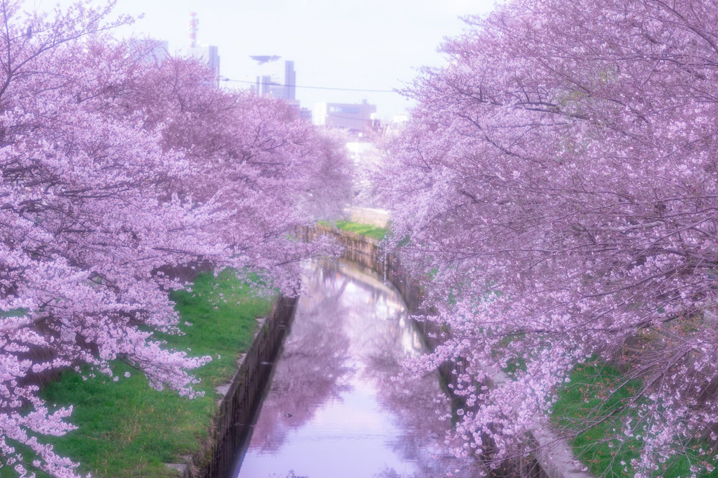 故郷の桜🌸