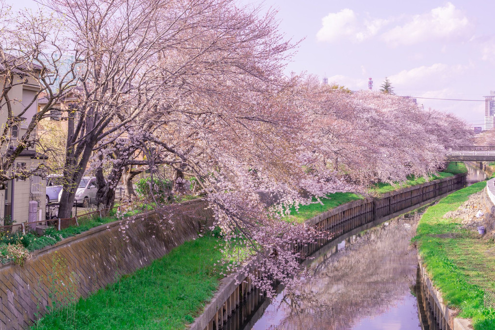 故郷の桜🌸