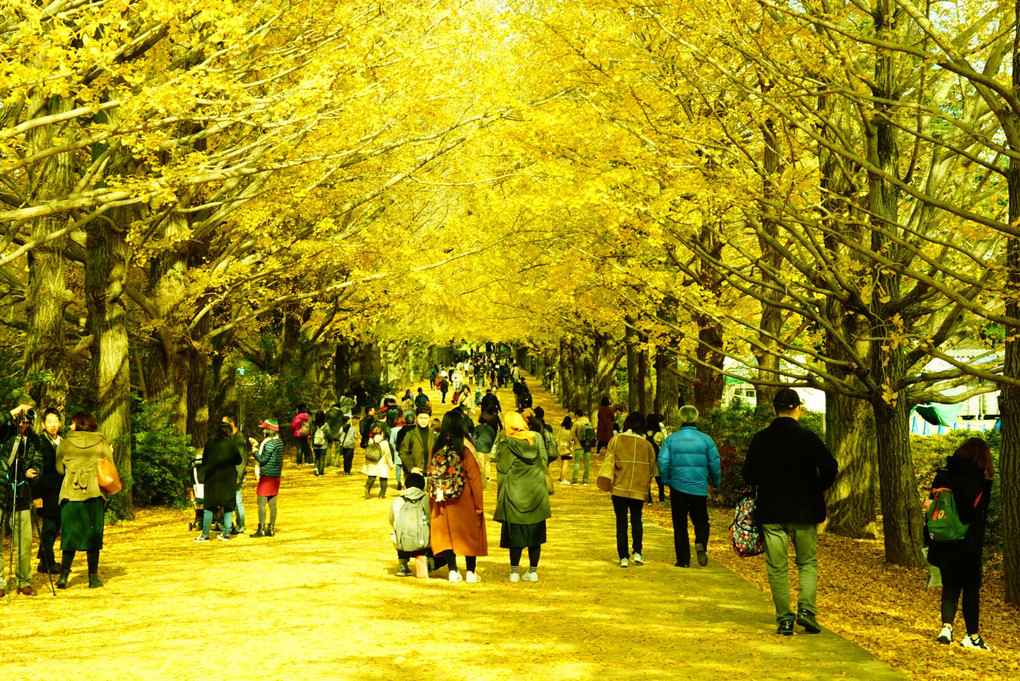昭和記念公園🍁