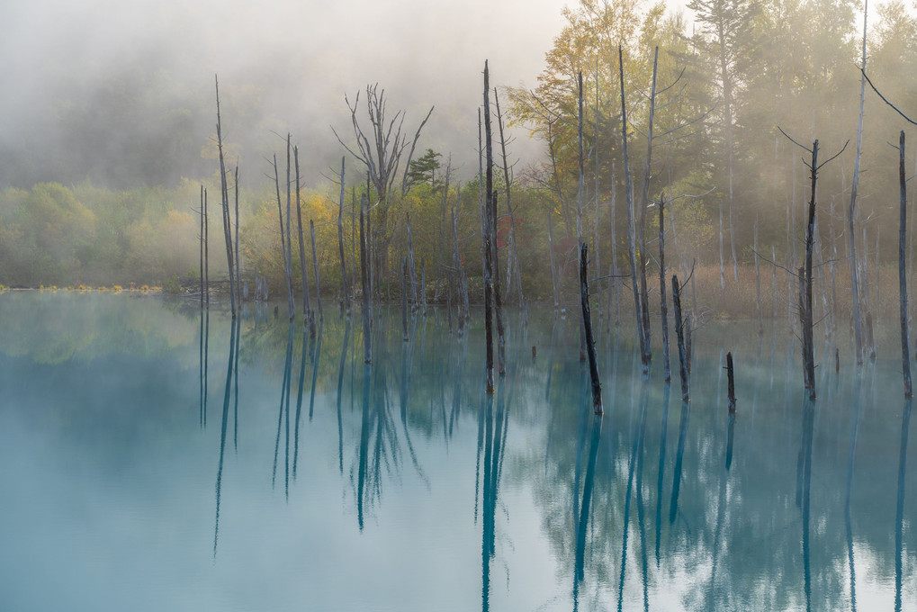 青い池の朝