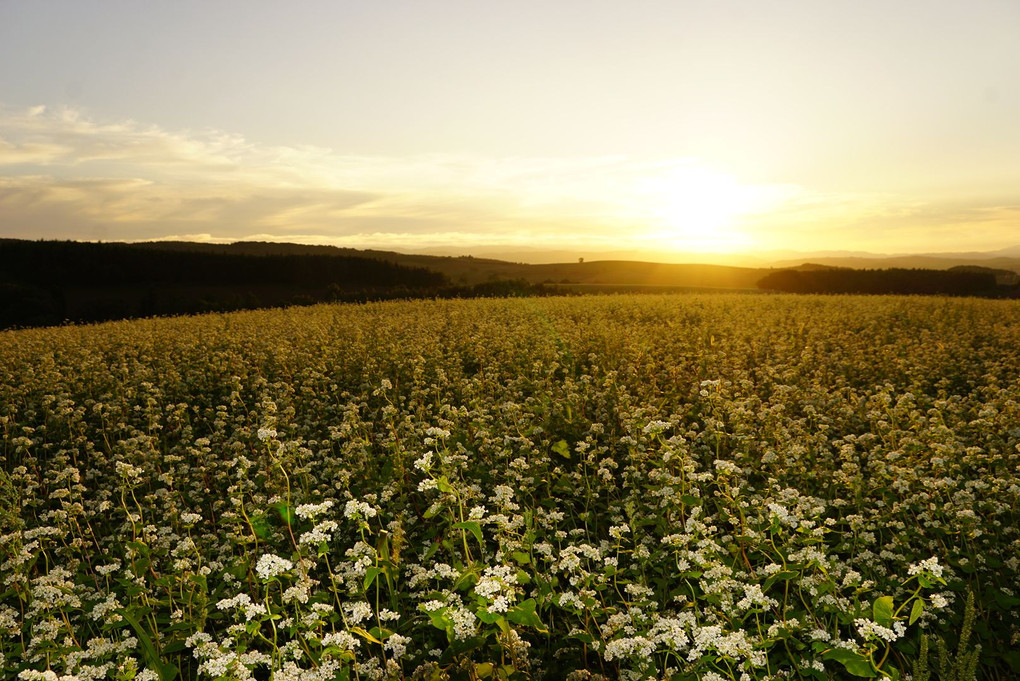 夕陽と蕎麦の花