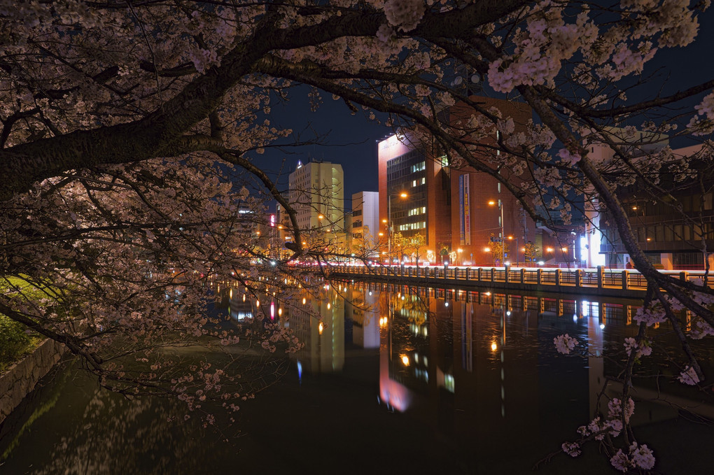 堀之内公園夜桜