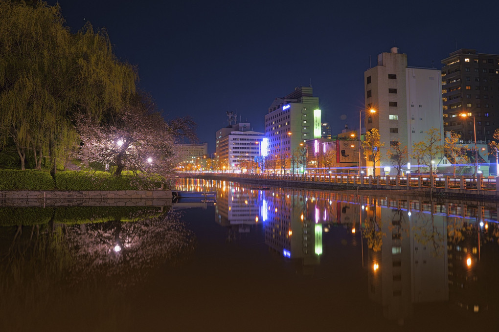 堀之内公園夜桜
