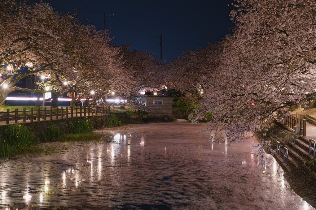西条　池&桜