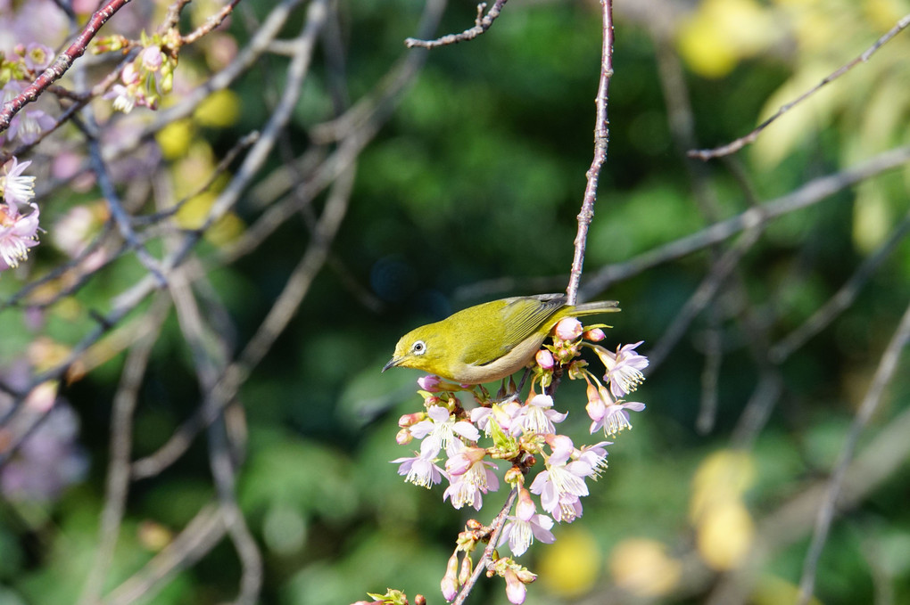 ヒマラヤ桜とメジロちゃん♪